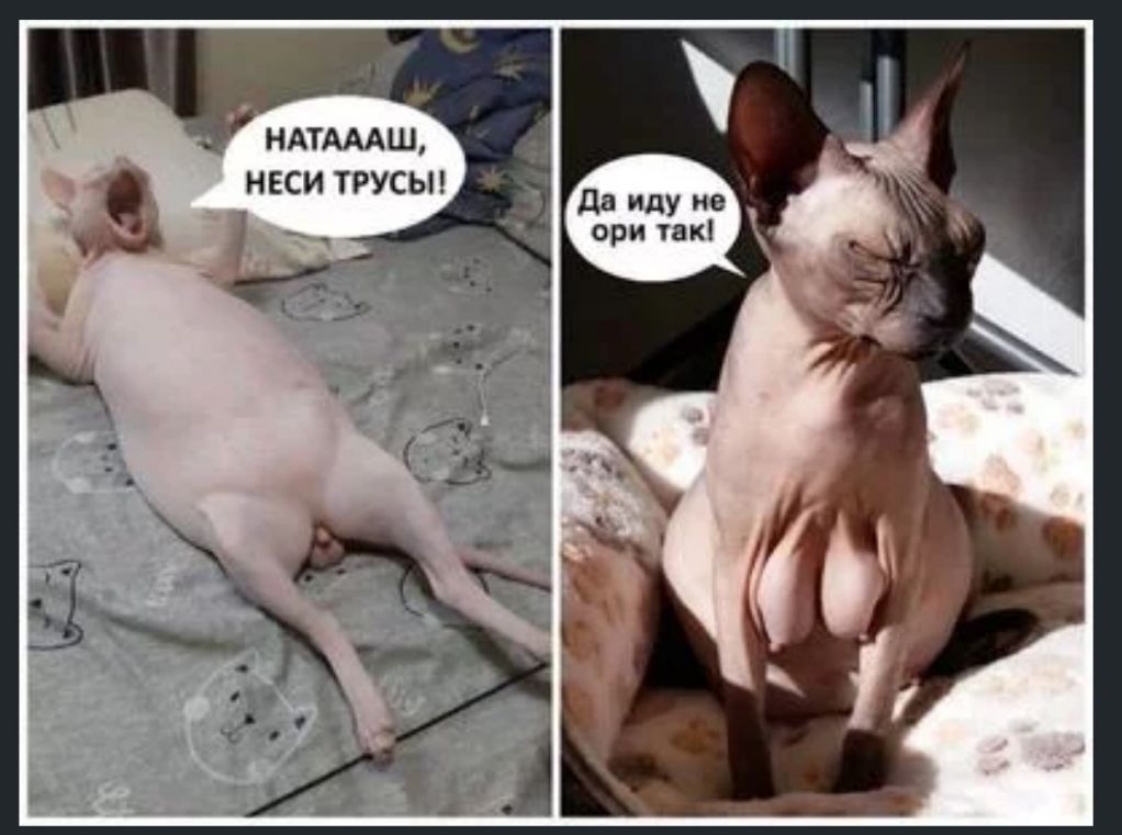 НАТАААШ НЕСИ ТРУСЫ да иду не ори так