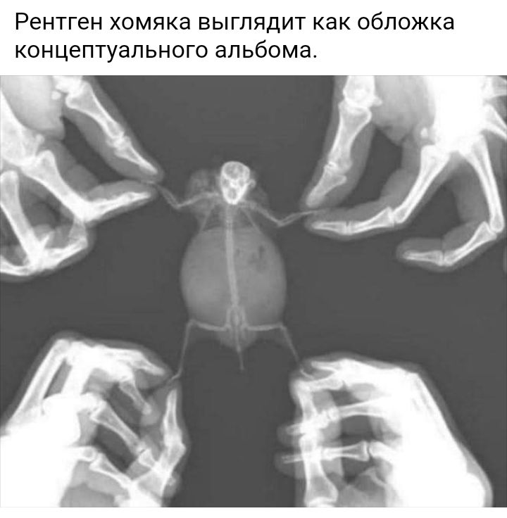 Рентген ХОМЯКд ВЫГЛЯДИТ КдК ОбЛОЖКЭ КОНЦЭПТуаЛЬНОГО альбома