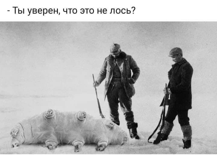 Ты уверен что это не лось