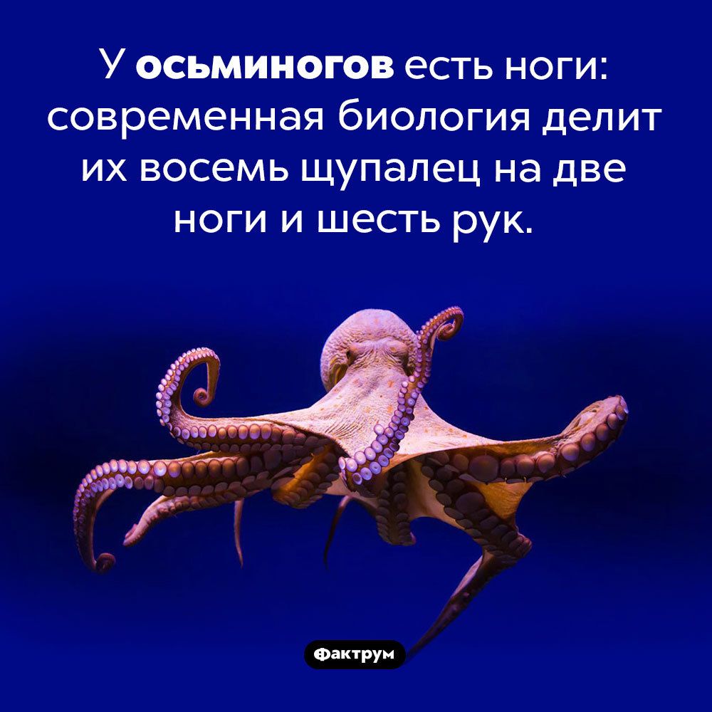 У осьминогов есть ноги современная биология делит их восемь щупалец на две ноги и шесть рук Фактрун