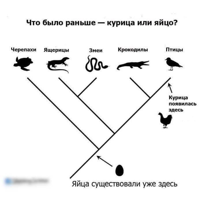 Что было раньше курица или яйцо Черепахи Ящерицы Змеи Крокодилы Птицы ЗЪЬгЕЪ Кури ца появилась ЗДЕСЬ Яйца сущесгвовали уже здесь