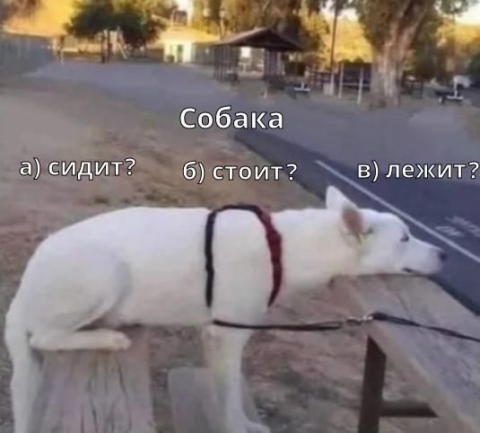 _ д Собака 9 СИДИТ 6 стоит