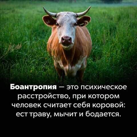 Боаитропия это психическое рассгройсгво при котором человек считает себя коровой есттраву мычит и бодается