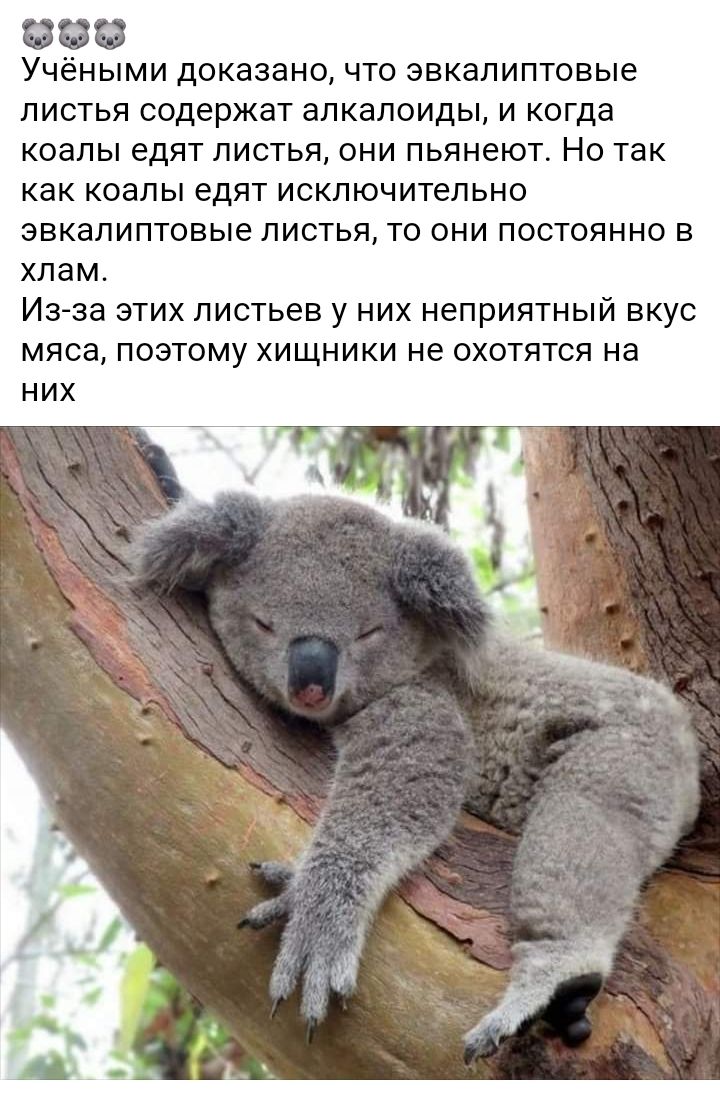 836 УЧЁНЫМИ Доказано ЧТО ЭВКдЛИПТОВЫе ЛИСТЬЯ содержат алкалоиды И когда КОЭЛЫ едят ЛИСТЬЯ ОНИ ПЬЯНЕЮТ НО ТЗК КдК КОЭЛЫ едят ИСКЛЮЧИТеЛЬНО ЭВКЭЛИПТОВЫе ЛИСТЬЯ ТО ОНИ ПОСТОЯННО В ХЛдМ Из за ЭТИХ ЛИСТЬЭВ у НИХ неприятный ВКУС МЯСЭ ПОЭТОМУ ХИЩНИКИ не ОХОТЯТСЯ Нд НИХ