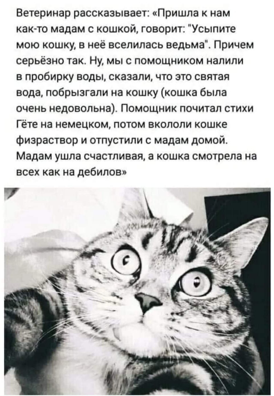 Ветеринар рассказывает Пришла к нам както мадам с кошкой говорит Усыпите мою кошку в неё вселилась ведьма Причем серьёзно так Ну мы с помощником налили в пробирку воды сказали что это святая вода побрызгали на кошку кошка была очень недовольна Помощник почитал стихи Гёте на немецком потом вкололи кошке физраствор и отпустили с мадам домой Мадам ушла счастливая а кошка смотрела на всех как на дебил