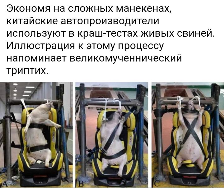 Экономя на сложных манекенах китайские автопроизводители используют в краштестах живых свиней Иллюстрация к этому процессу напоминает великомученнический триптих