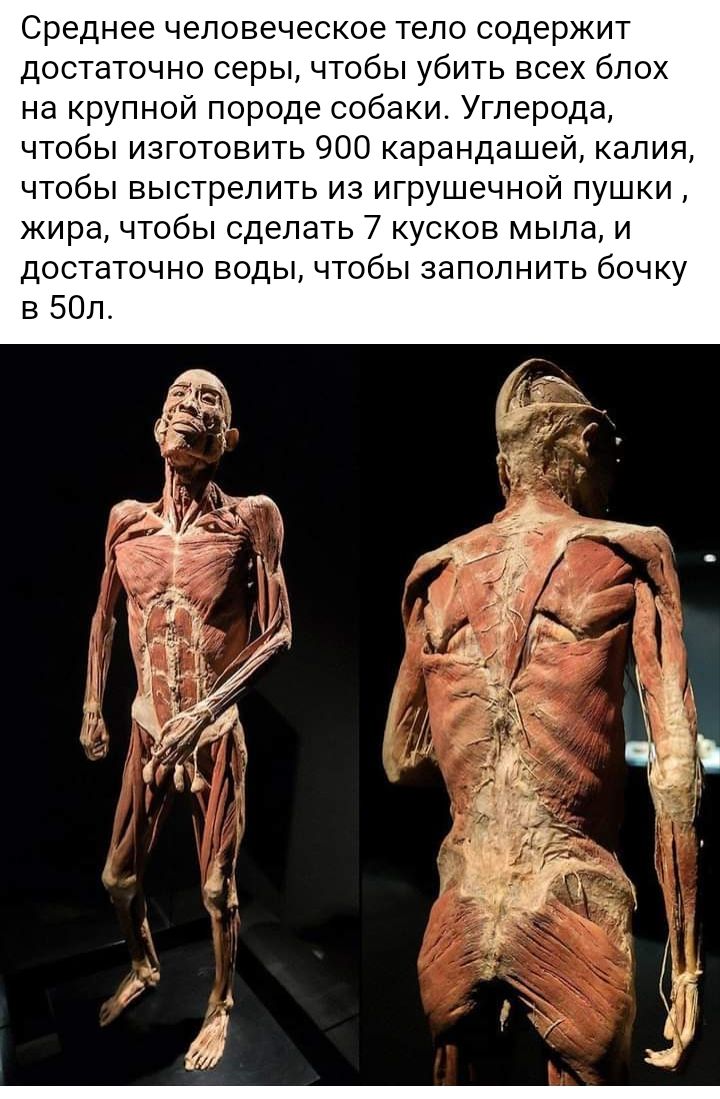 Среднее человеческое тело содержит достаточно серы чтобы убить всех блох на крупной породе собаки Углерода чтобы изготовить 900 карандашей калия чтобы выстрелить из игрушечной пушки жира чтобы сделать 7 кусков мыла и достаточно воды чтобы заполнить бочку в 50л