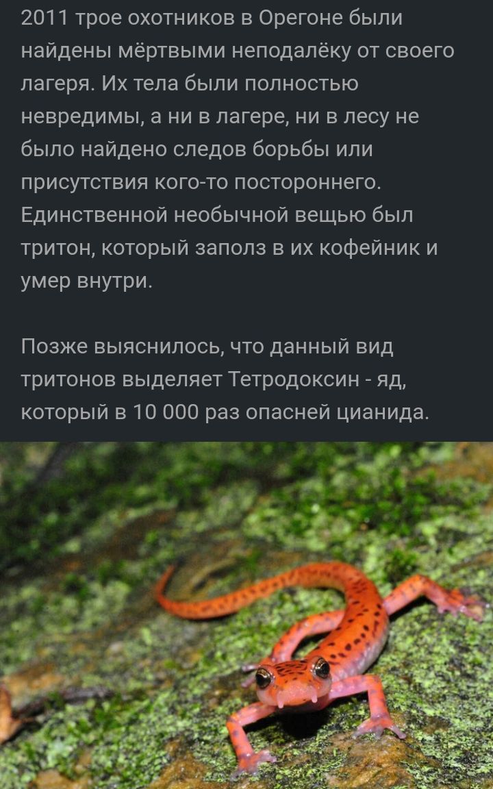 2011 трое охотников в Орегоне были найдены мёртвыми неподалёку от своего лагеря Их тела были полностью невредимы а ни в лагере ни в лесу не было найдено следов борьбы или присутствия когото постороннего Единственной необычной вещью был тритон который заполз в их кофейник и умер внутри Позже выяснилось что данный вид тритонов выделяет Тетродоксин яд который в 10 000 раз опасней цианидат