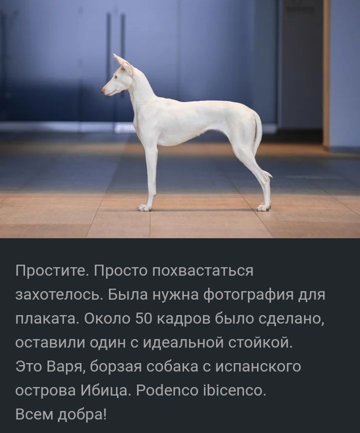 Простите Просто похвастаться захотелось Была нужна фотографии для плаката Около 50 кадров было сделано оставили один идеальной стойкой Это Варя борзая собака с испанского острова Ибица Ройепсс Ьсепсо Всем добра