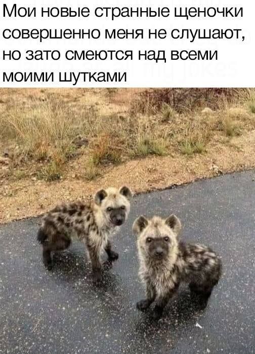 МОИ НОВЫЭ СТРЭННЫЭ ЩЗНОЧКИ совершенно меня не СЛУШЗЮТ НО ЗЭТО СМЭЮТСЯ над ВОВМИ МОИМИ ШУТКЭМИ