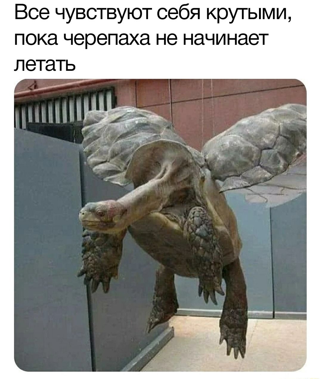 Все чувствуют себя крутыми пока черепаха не начинает летать