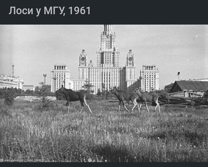 Лоси у МГУ 1961