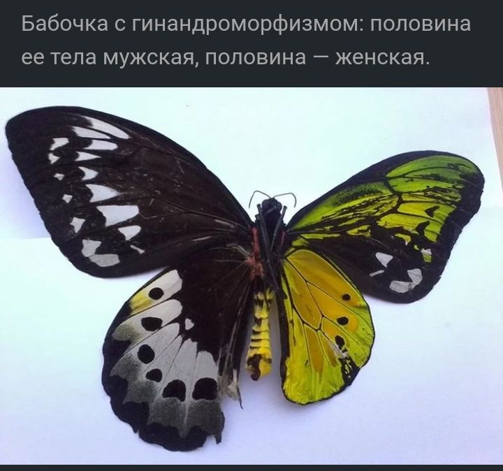 Бабочка с гинандроморфиэмом половина ее тела мужская половина женская
