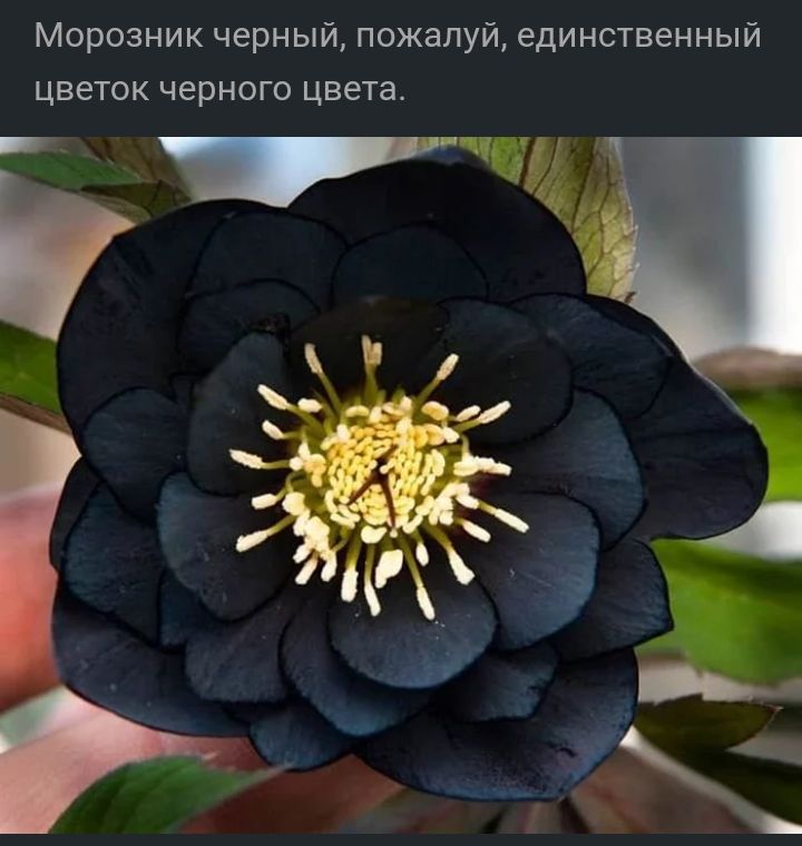 Морозник черный пожалуй единственный цветок черного цвета