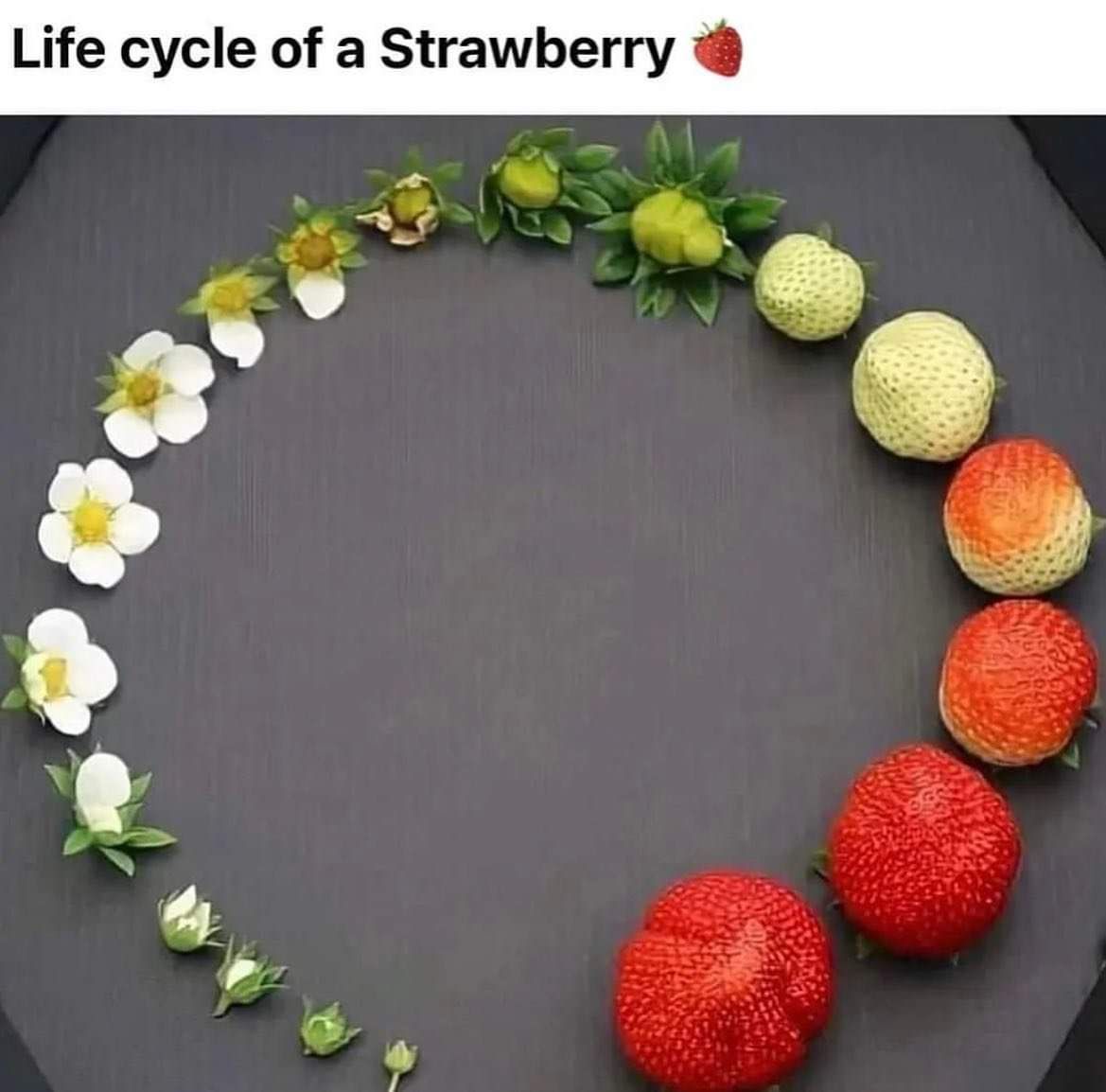 Ше сусіе 0 а гашЬеггу