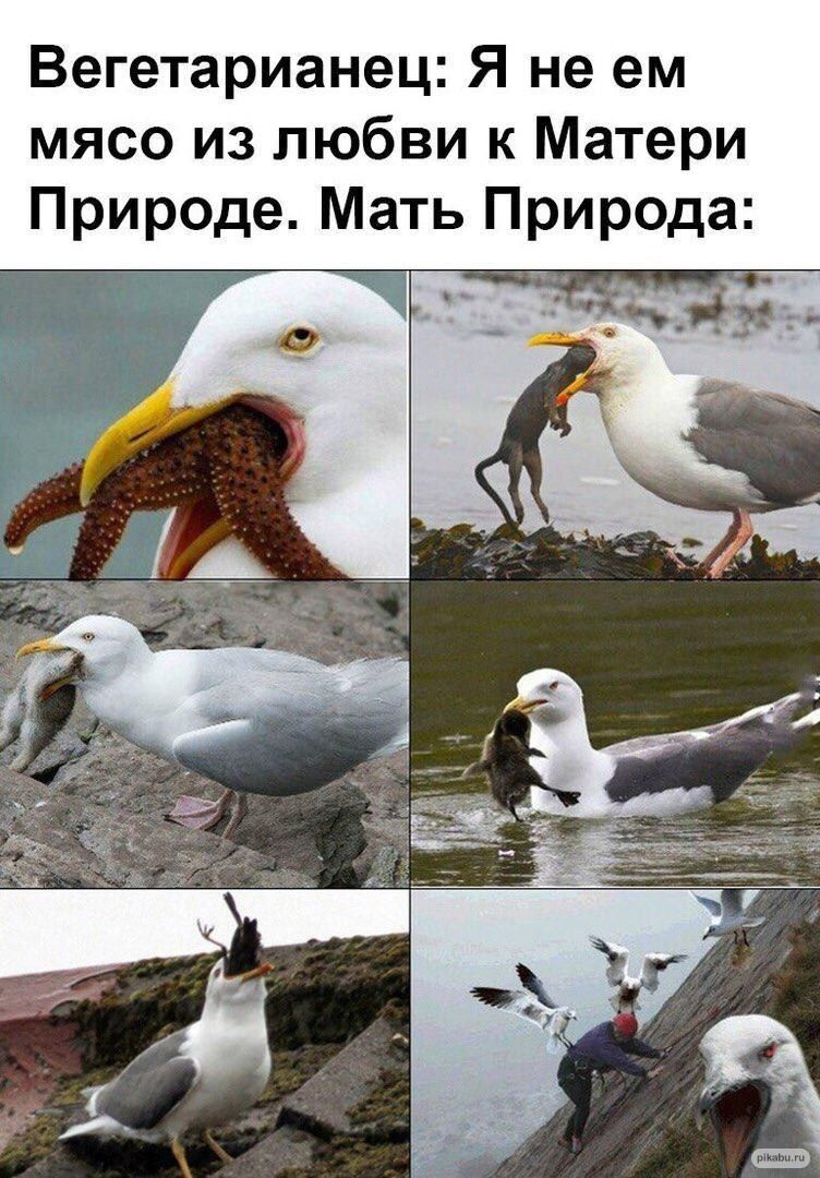 Вегетарианец Я не ем мясо из любви к Матери Природе Мать Природа