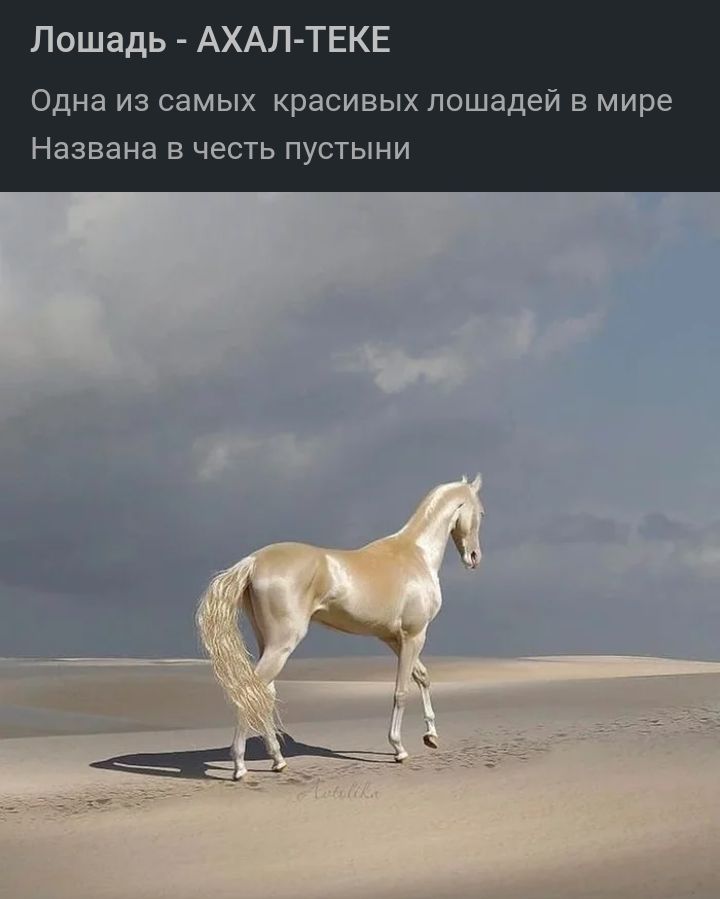 Лошадь АХАЛ ТЕКЕ Одна из самых красивых лошадей В мире Названа в честь пустыни