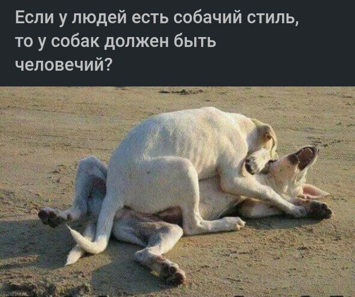 Если у людей есть собачий стиль то у собак должен быть чеппвечий