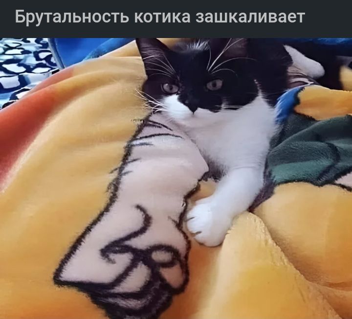 БРУТЗЛЬНОСТЬ КОТИКЗ ЗЗШКЗЛИВЗЭТ