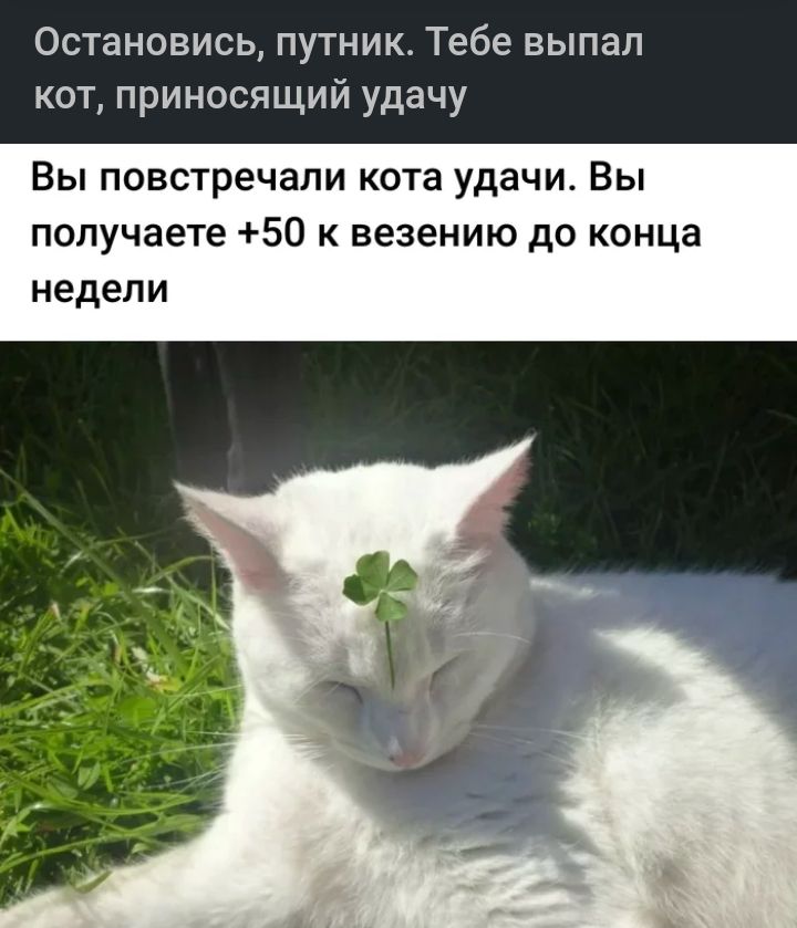 Остановись путник Тебе выпал кот приносящий удачу Вы повстречали кота удачи Вы получаете 50 к везению до конца недели