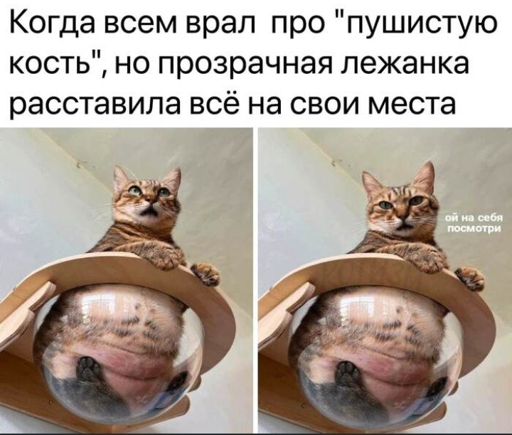 Когда всем врал про пушистую кость но прозрачная лежанка расставила всё на свои места