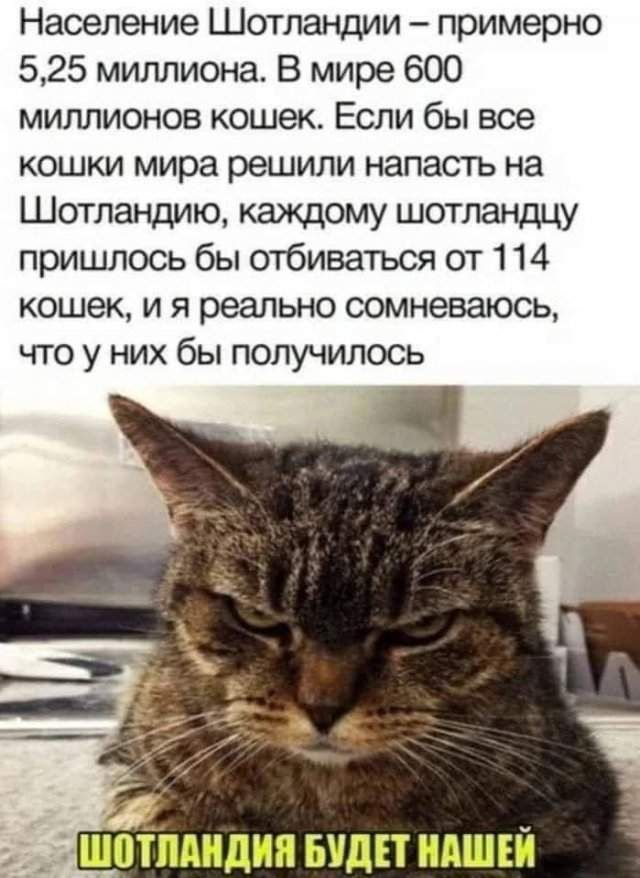 Население Шотландии примерно 525 миллиона В мире 600 миллионов кошек Если бы все кошки мира решили напасть на Шотландию каждому шотландцу пришлось бы отбиваться от 114 кошек и я реально сомневаюсь что у них бы получилось ШОТЛАНДИЯ БУДЕТ НАШЕЙ