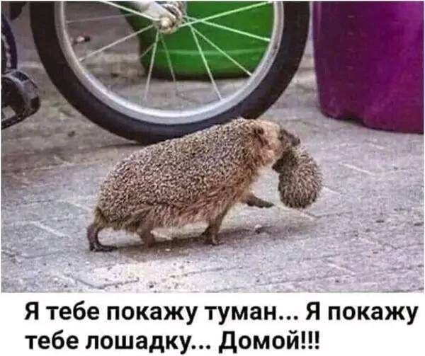 Я тебе покажу туман Я покаиЁу тебе лошадку домой