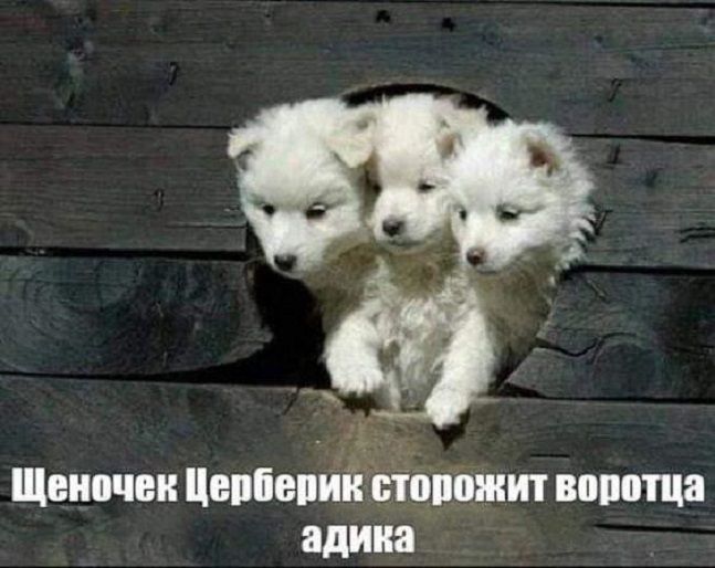 Шви чаи Щвпіопий шит площа ад