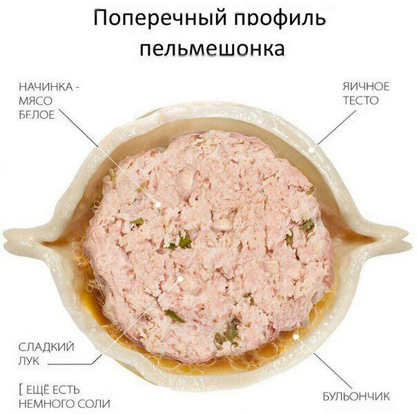 Поперечный ппофиль пельмешонка Еще ЕСТЬ немною соли