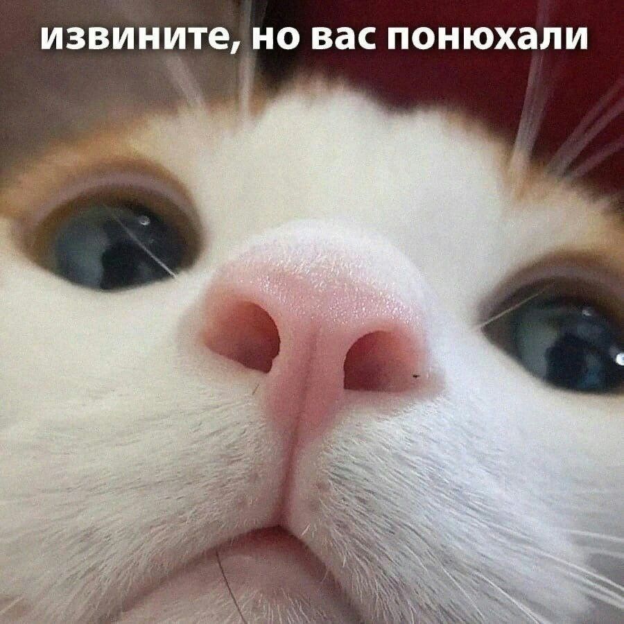 ИЗВИНИТЕ НО ВВС ПОНЮХЗЛИ