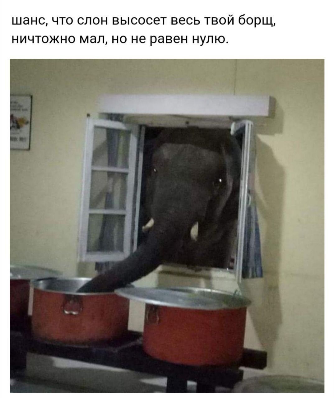 шанс что слон высосет весь твой борщ ничтожно мал но не равен нулю