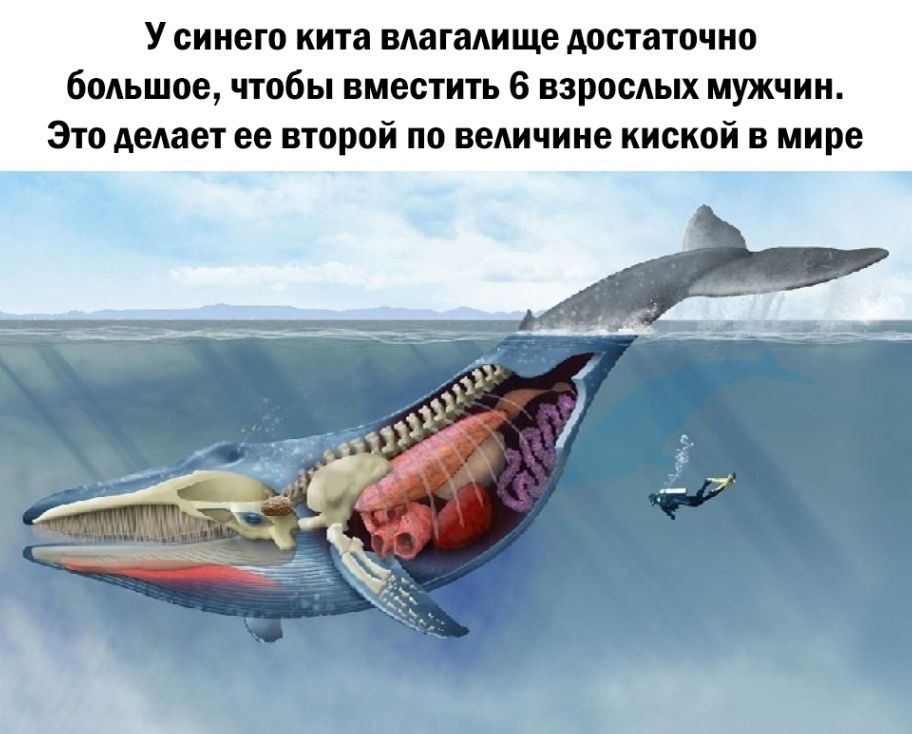 У синего кита влагалище достаточно большое чтобы вместить 6 взрослых мужчин Это делает ее второй пп величине кипкпй в мире