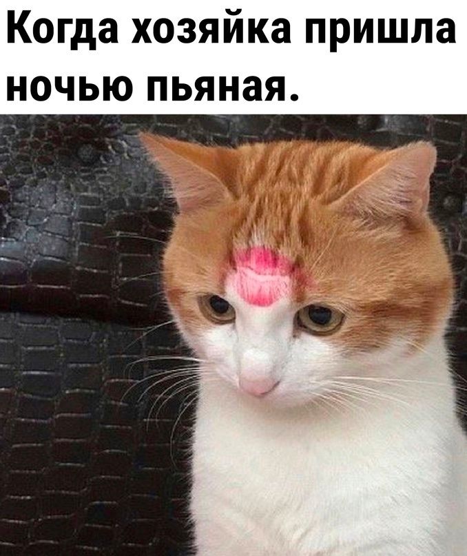 Когда хозяйка пришла ночью пьяная