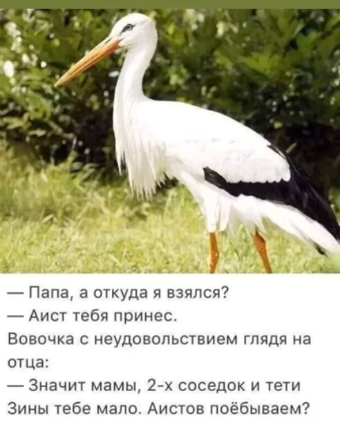_ Папа а откуда я взялся Аист тебя принес Вовочка с неудовольствием глядя на отца Значит мамы 27х соседок и тети Зины тебе мало Аистов поёбываем