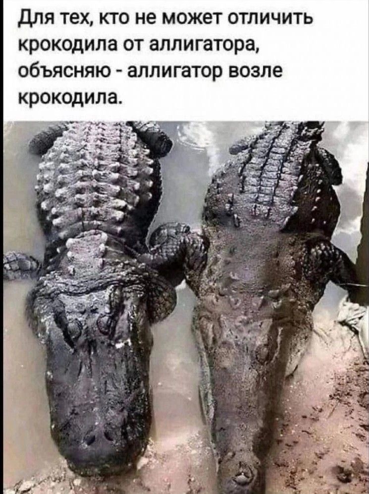 для тех кто не может отличить крокодила от аллигатора объясняю аллигатор возле крокодила