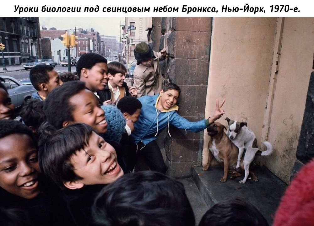 и биологии пид нцицовын небом ви НьюЙорк 1970е