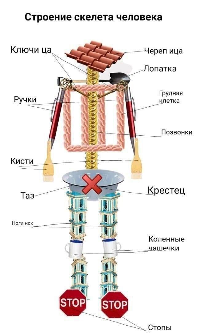 Строение скелета человека Ключи ца Череп ица Лопатка Й _ Крестец Коленные _чашечки