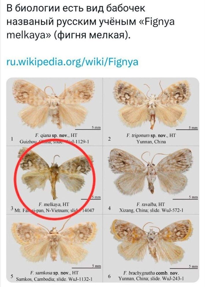 В биологии есть вид бабочек названый русским учёным Рвпуа теКауа фигня мелкая тимиКреааогвмКИРЕпуа ва вр ом Н Сир 121 Е тейаза НТ Е пайва Н 3 м Р Укчналт д4047 4 Жиам Соиа 316е 05721 Нн