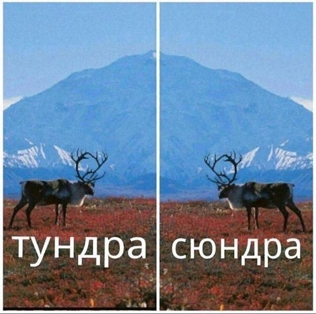 тундра сюндра