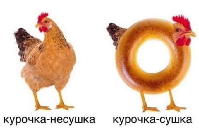 курочка несушка курочка сушка