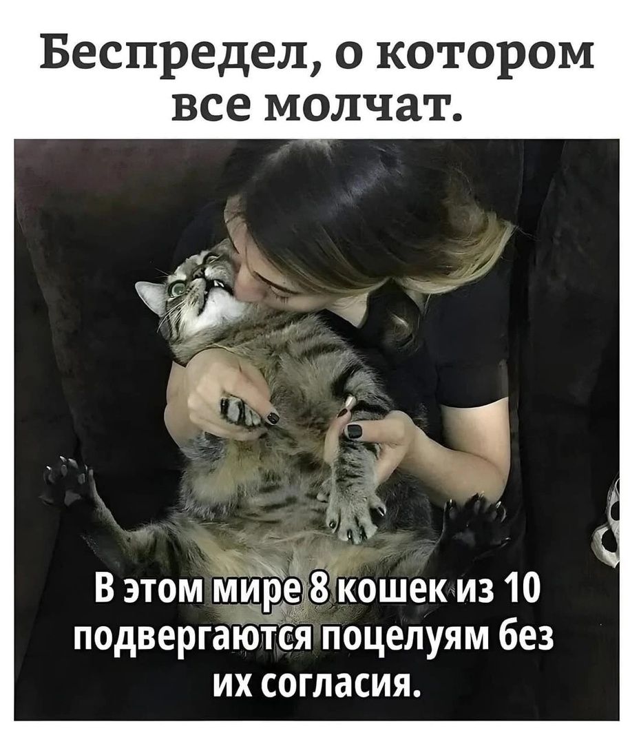 Беспредел о котором все молчат В этом мире 8кошек из 10 подвергаются поцелуям без их согласия