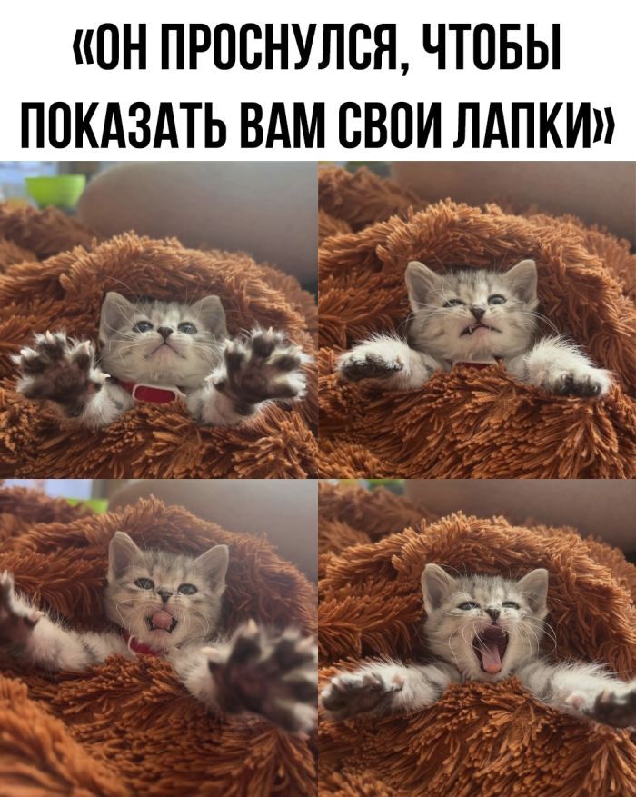 ОН ПРОСНУЛСЯ ЧТОБЫ ПОКАЗАТЬ ВАМ СВОИ ЛАПКИ уйену моее оь ъ р Е с Р в х ме р Я 4 е 3 о Зр од