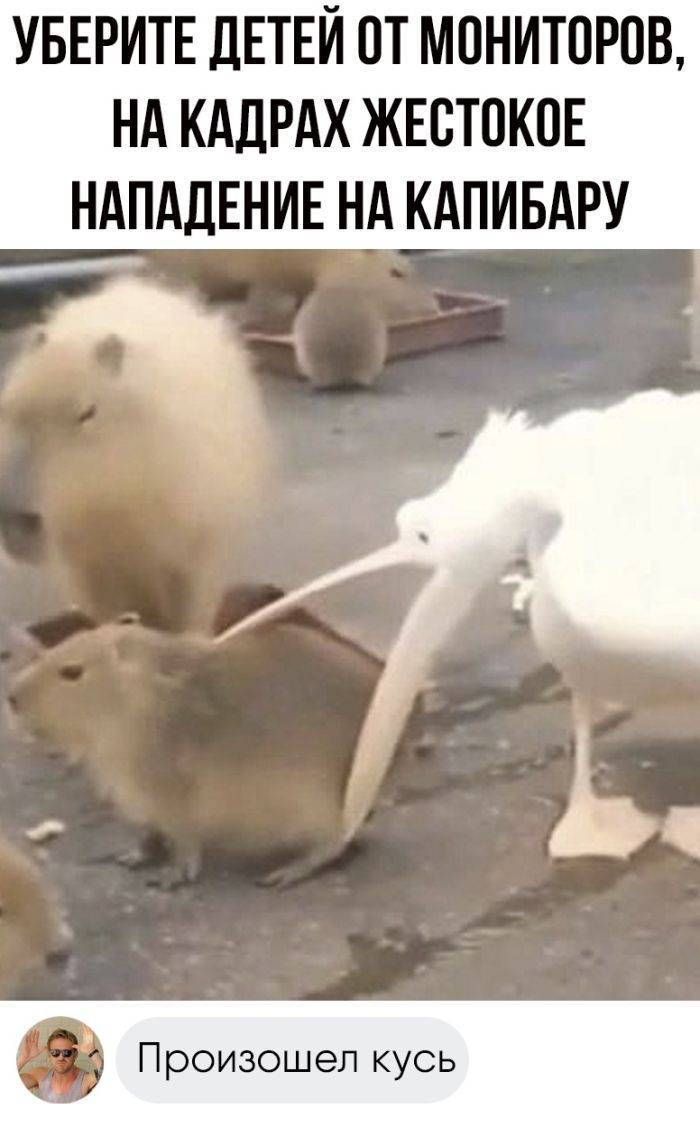 УБЕРИТЕ ДЕТЕЙ ОТ МОНИТОРОВ НА КАДРАХ ЖЕСТОКОЕ НАПАДЕНИЕ НА КАПИБАРУ