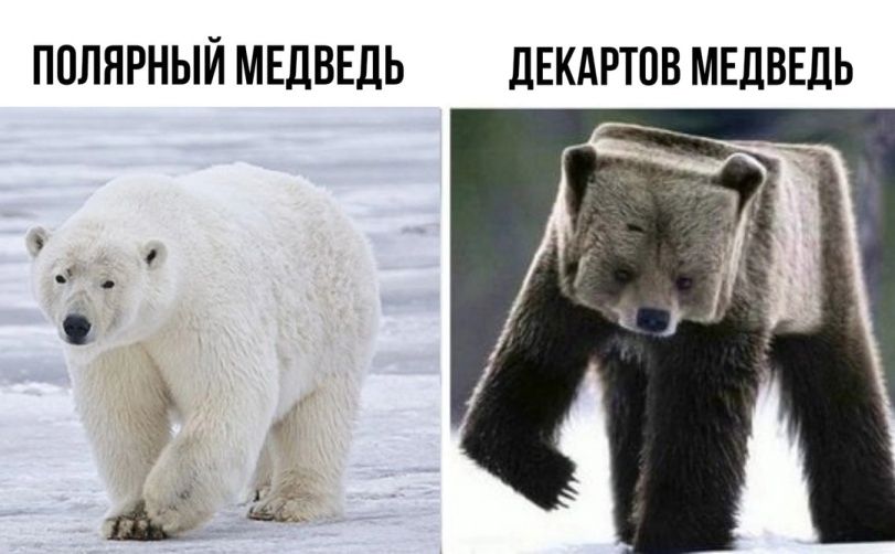 ПОЛЯРНЫЙ МЕДВЕДЬ ДЕКАРТОВ МЕДВЕДЬ