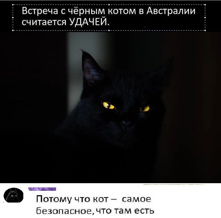 Встреча с чёрным котом в Австралии считается УДАЧЕЙ потомучто кот самое Безопасное что там есть