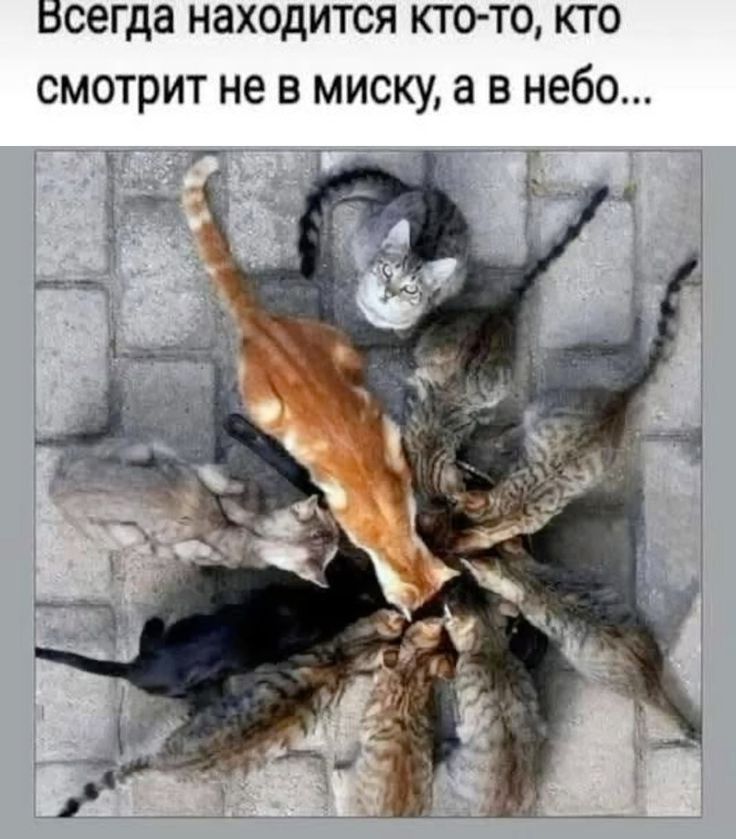 Всегда находится кто-то, кто смотрит не в миску, а в небо...