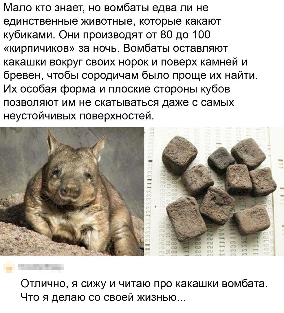Мало кто знает, но бомбарды едва ли не единственные животные, которые какают кубиками. Они производят от 80 до 100 «кирпичиков» за ночь. Бомбатты оставляют какашки вокруг своих норок и поверх камней и бревен, чтобы сородичам было проще их найти. Их особая форма и плоские стороны кубов позволяют им не скатываться даже с самых неустойчивых поверхностей.

Отлично, я сижу и читаю про какашки бомбарда. Что я делаю со своей жизнью...