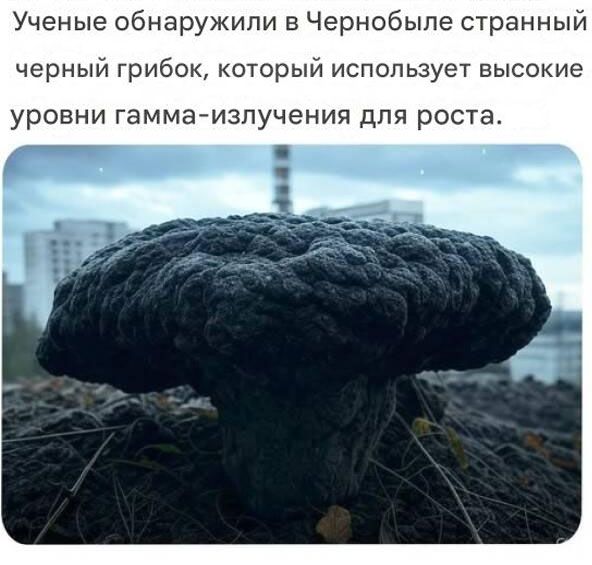 Ученые обнаружили в Чернобыле странный черный грибок, который использует высокие уровни гамма-излучения для роста.