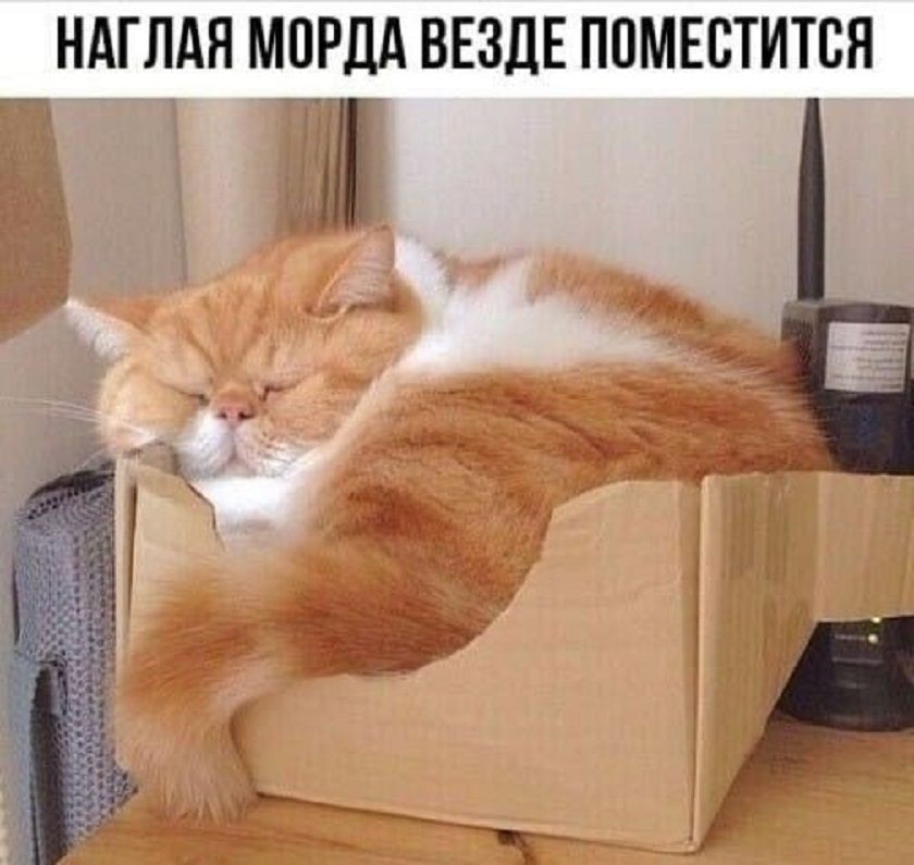 НАГЛАЯ МОРДА ВЕЗДЕ ПОМЕСТИТСЯ