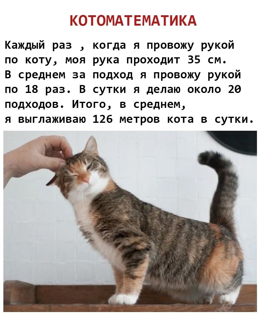 Котоматика
Каждый раз , когда я провожу рукой по коту, моя рука проходит 35 см. В среднем за подход я провожу рукой по 18 раз. В сутки я делаю около 20 подходов. Итого, в среднем, я выглядываю 126 метров кота в сутки.